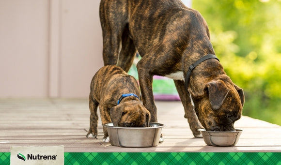 Tips for Feeding Multiple Dogs