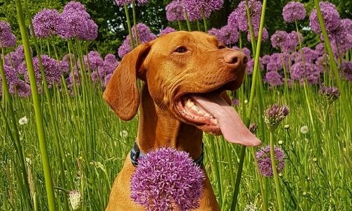 Spring Allergies in Pets