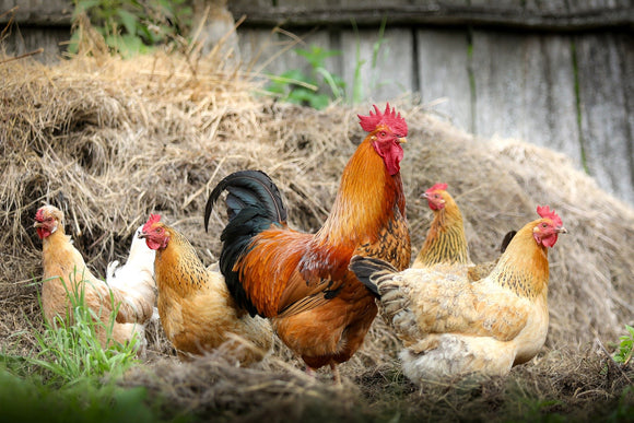 Chicken Molting Tips